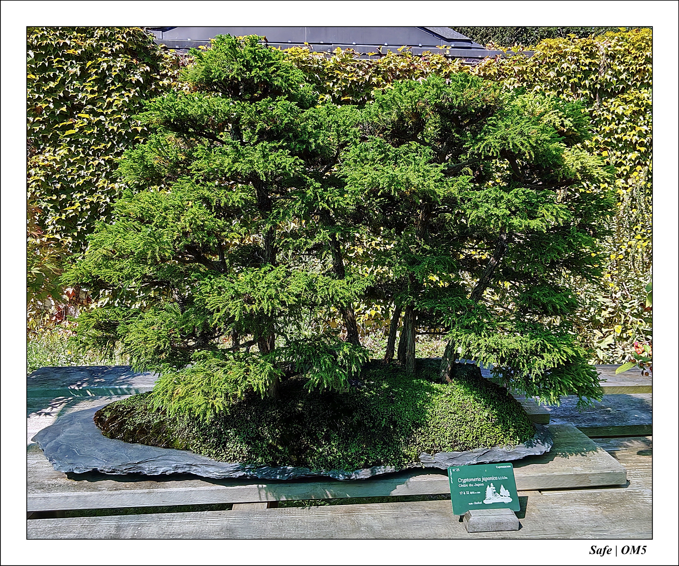 2025 - 08 - Vallée des loups - 08